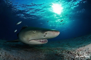 As evening approaches the Lemon Sharks really show their ... by Steven Anderson 